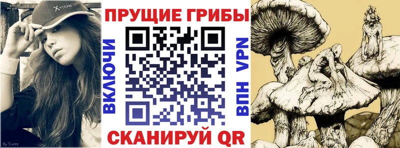 OMG tor  Хилок  shop наркотические препараты  Галлюциногенные грибы Cubensis 